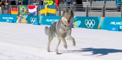 Командный спринт на Олимпиаде, с участием собаки)