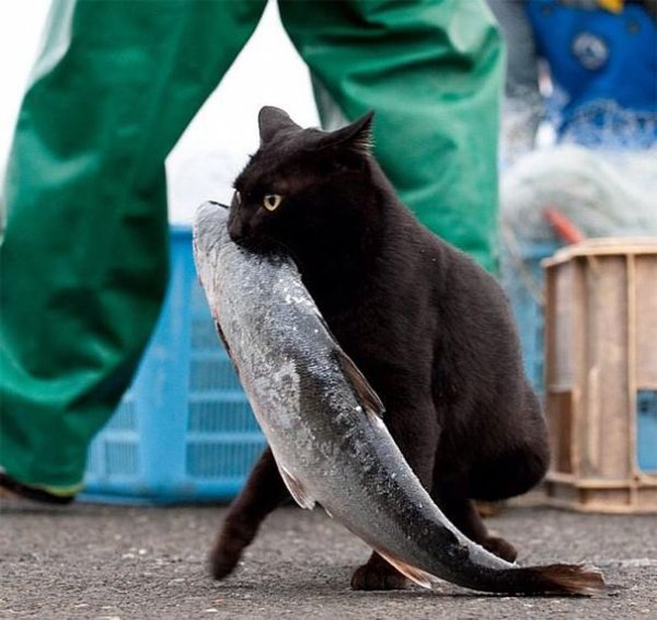 Коты, которых поймали на горячем - 45 отчаянных фотографий -