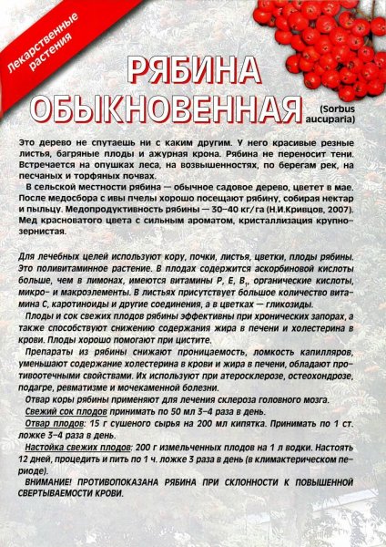 Рябина обыкновенная