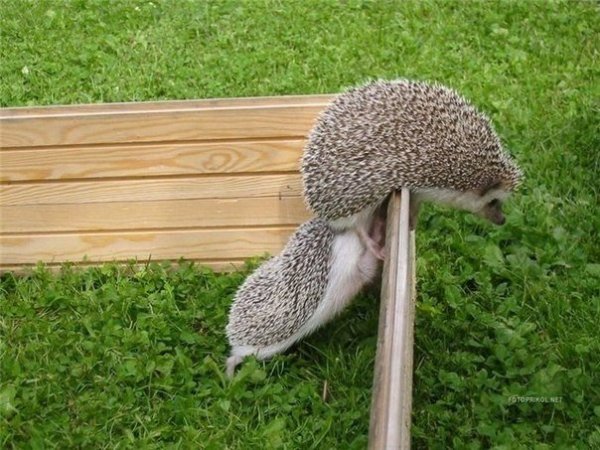 pic