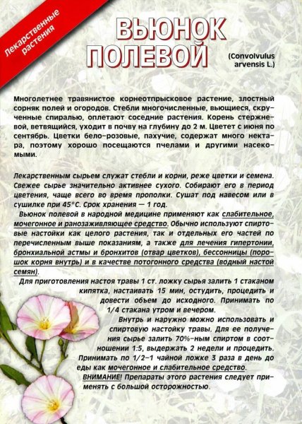 Вьюнок полевой