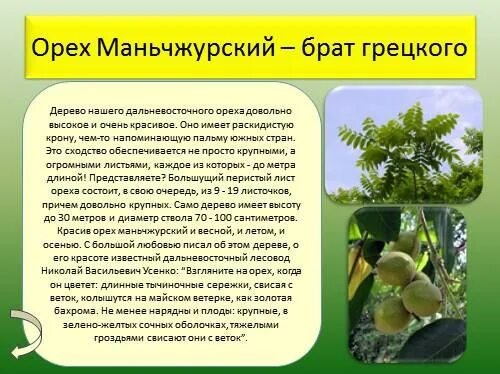 Орех Маньчжурский