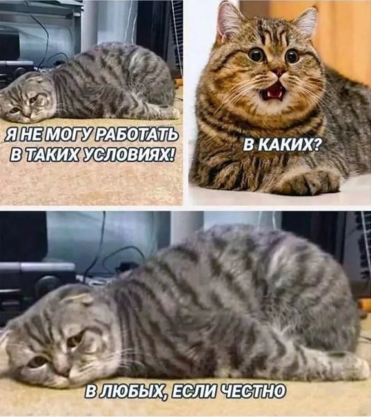 КотЭ)