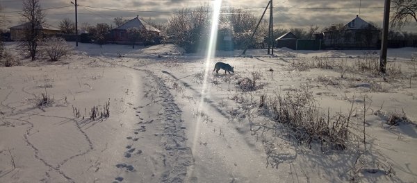 Бонита