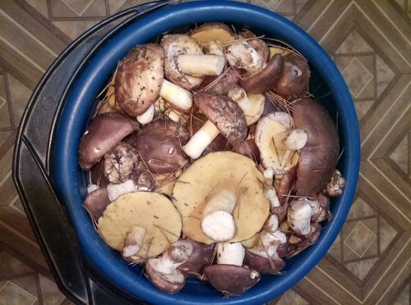 маслята октябрь 2018г