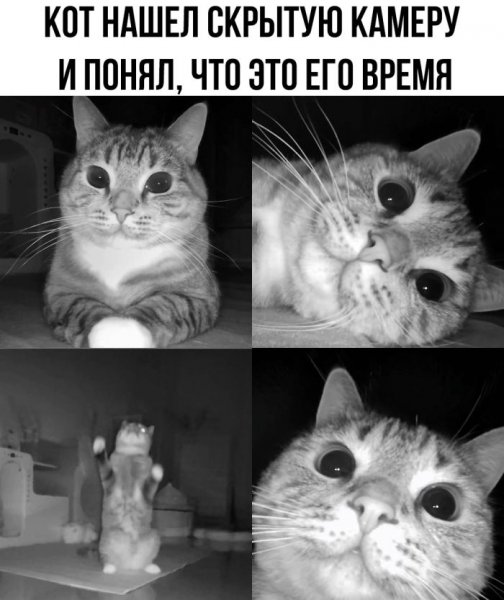 5c428adbf5 memy-dnja-novye-smeshnye-kartinki-s-nadpisjami-8