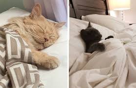 Images - 2025-08-12T144116.097