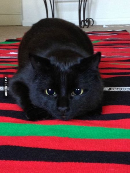 Right before the pounce