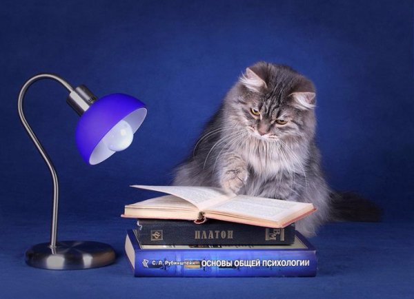 Кот учёный