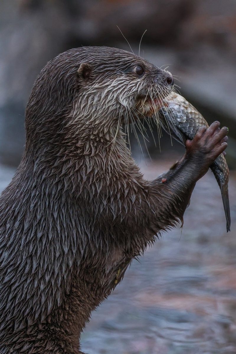 otter, nature, animal, water