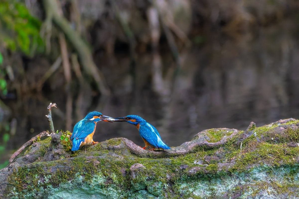 birds, kingfisher, wildlife, ornithology, tree, branch, wing, beak, plumage, family, hd background, nature, bird watching, landscape, birdwatching, fish, gift, bridal gift, courtship, spring, animal photography
