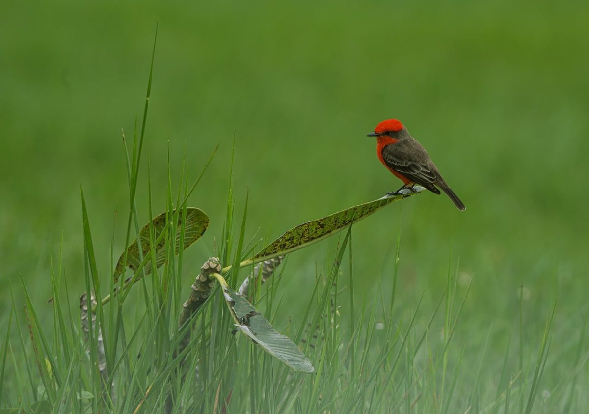 bird, red, green, nature, grass, twig, green background, blooming, graceful, wildlife, biotope, passerine, bird habitat, beauty, smoothness, ornithology, distant view, bird with red head, insect
