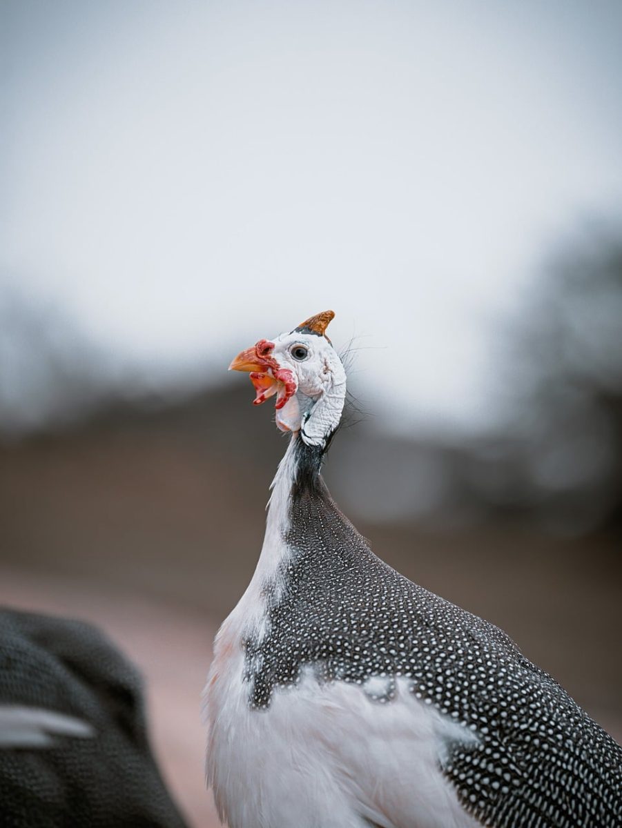 guinea fowl, bird, nature, outdoor, wildlife, crowned bird, bird head, white, jewel, beak, bird counting, pecking, profile, beautiful, feathers, eyes, bird beak, bird watching, red, bird breed