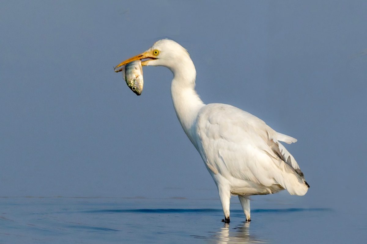 bird, animal, egret, feather, white, beak, heron, nature, water, wetland, wild, wildlife, feeding, plumage, portrait, beauty, blue, closeup, lake, water bird, australia, florida, predator, darwin, fish