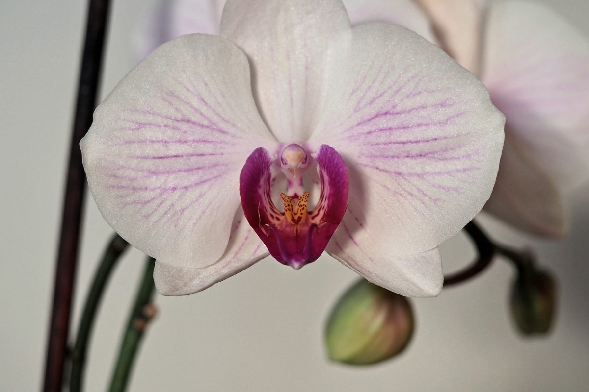 orchid, hd wallpaper, blossom, bloom, flower, macro, plant, close up, houseplant, flower wallpaper, petals, botany, desktop backgrounds, hd background