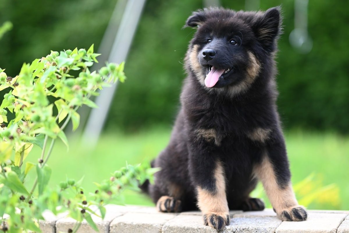 eurasier puppy, dog, puppy, canine, animal