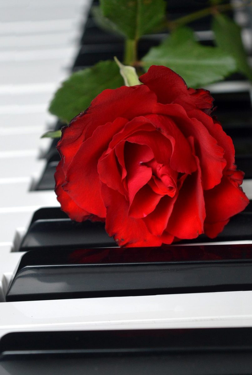 red rose, rose, wedding song, red flower, blossom, bloom, piano, piano keyboard, keyboard, make music, concert, songs, love song, to sing, choir, sounds, music, melody, love for music, birthday song, date of birth, birthday greeting, valentine, valentine's day, love