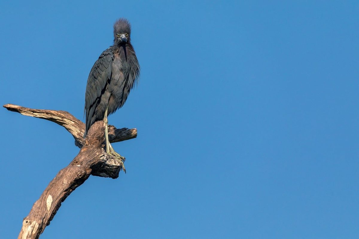heron, wading bird, bird perched, dark plumage, wildlife, avian, bird portrait, minimalism, blue sky, negative space, wild bird, nature, wetland bird, lookout, solitary bird, feather detail, branch perch, wildlife photography, calm scene, animal behavior