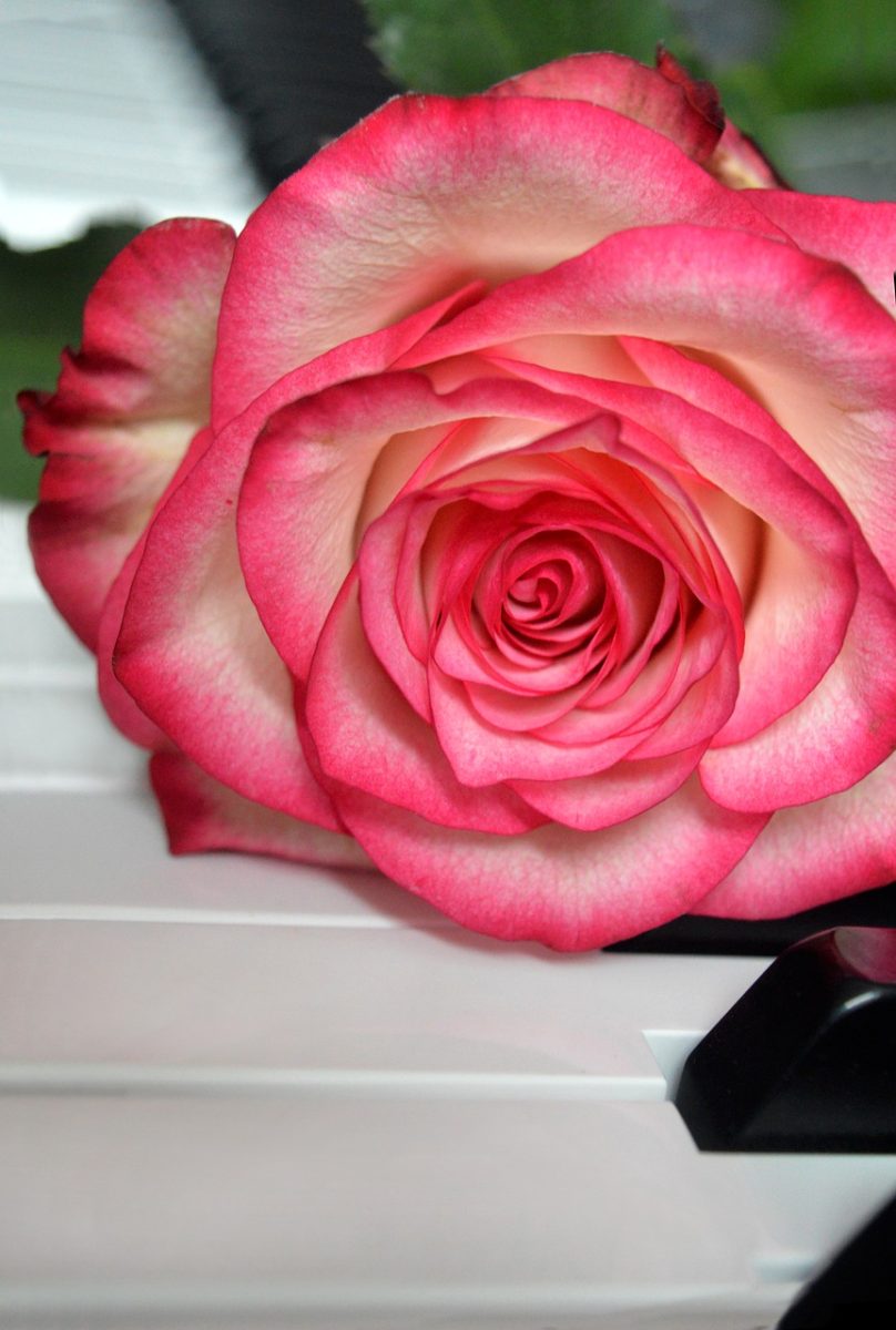 rose, wedding song, blossom, bloom, piano, piano keyboard, keyboard, make music, concert, songs, love song, to sing, choir, sounds, music, melody, love for music, notenblatt, birthday song, date of birth, birthday greeting, valentine, valentine's day, love