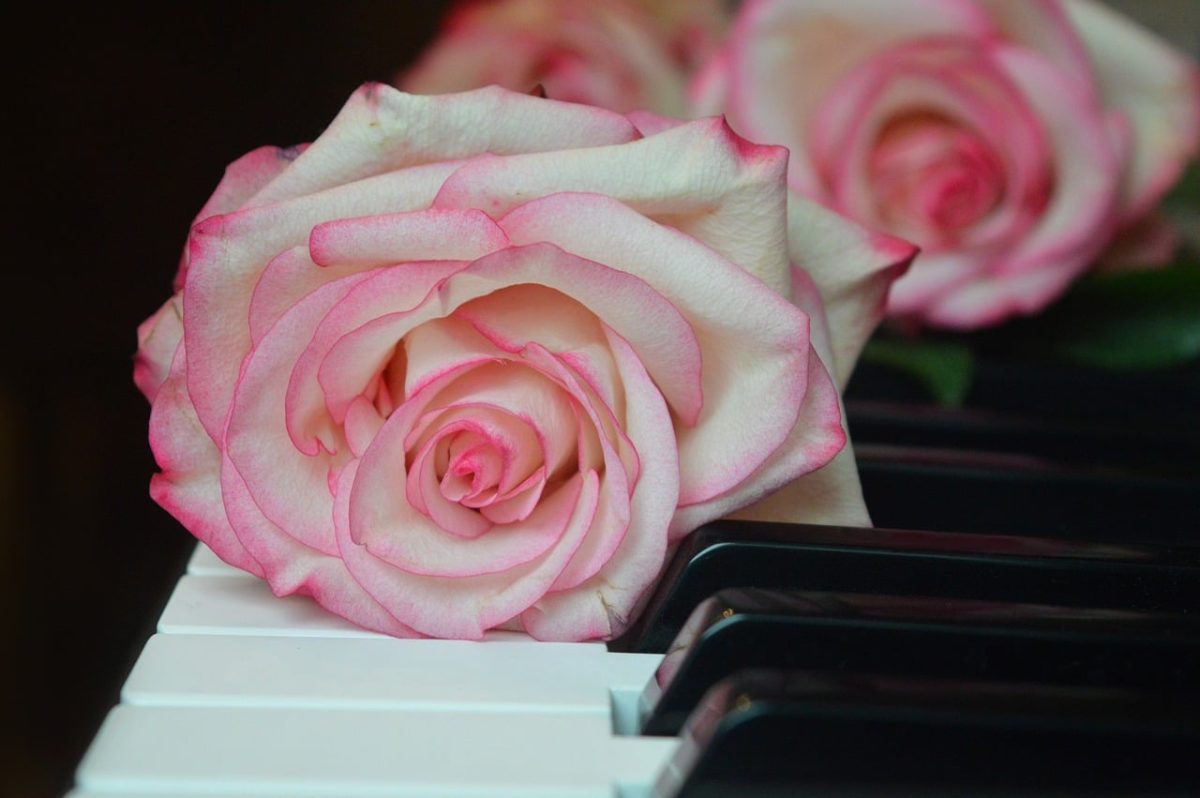 roses, blossoms, flower, piano, wedding song, piano keyboard, keyboard, make music, concert, songs, love song, to sing, choir, sounds, music, melody, love for music, birthday song, date of birth, birthday greeting, valentine, valentine's day, love