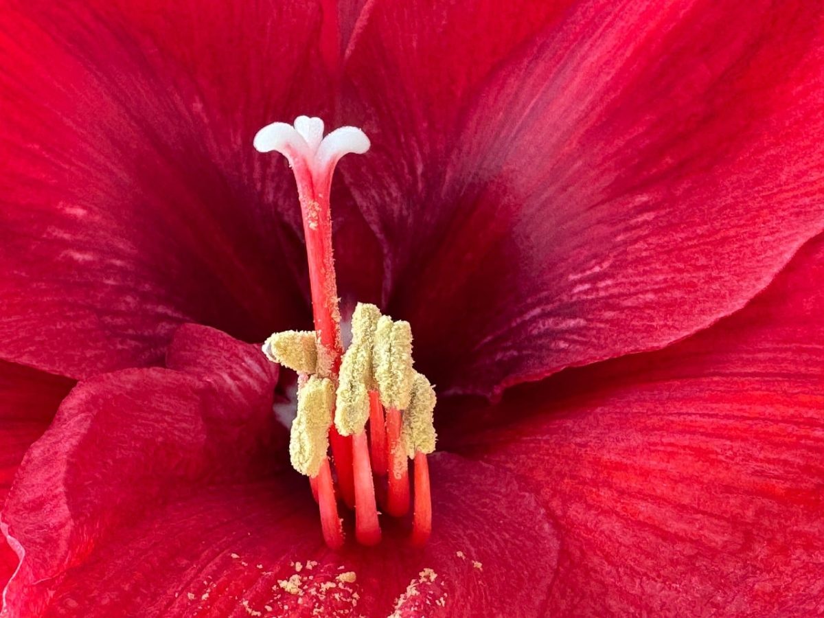 amaryllis, red, blossom, bloom, flower, pollen, macro, nature, christmas
