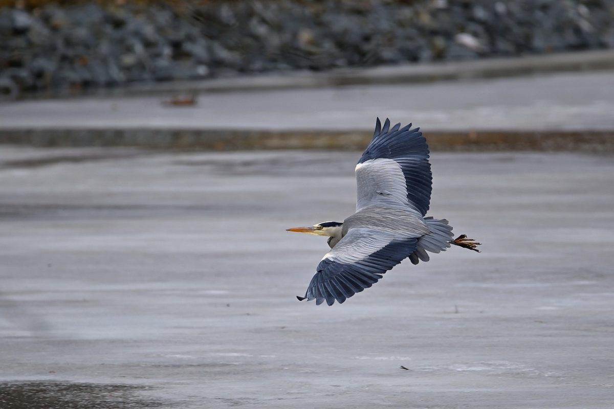heron, winter landscape, frozen pond, flying bird, nature, wildlife, bird photography, tranquil atmosphere, winter bird, snowy landscape, quiet, ice, reflection, quiet pond, winter day, pond in winter, winter calm, wings, nature reserve, winter