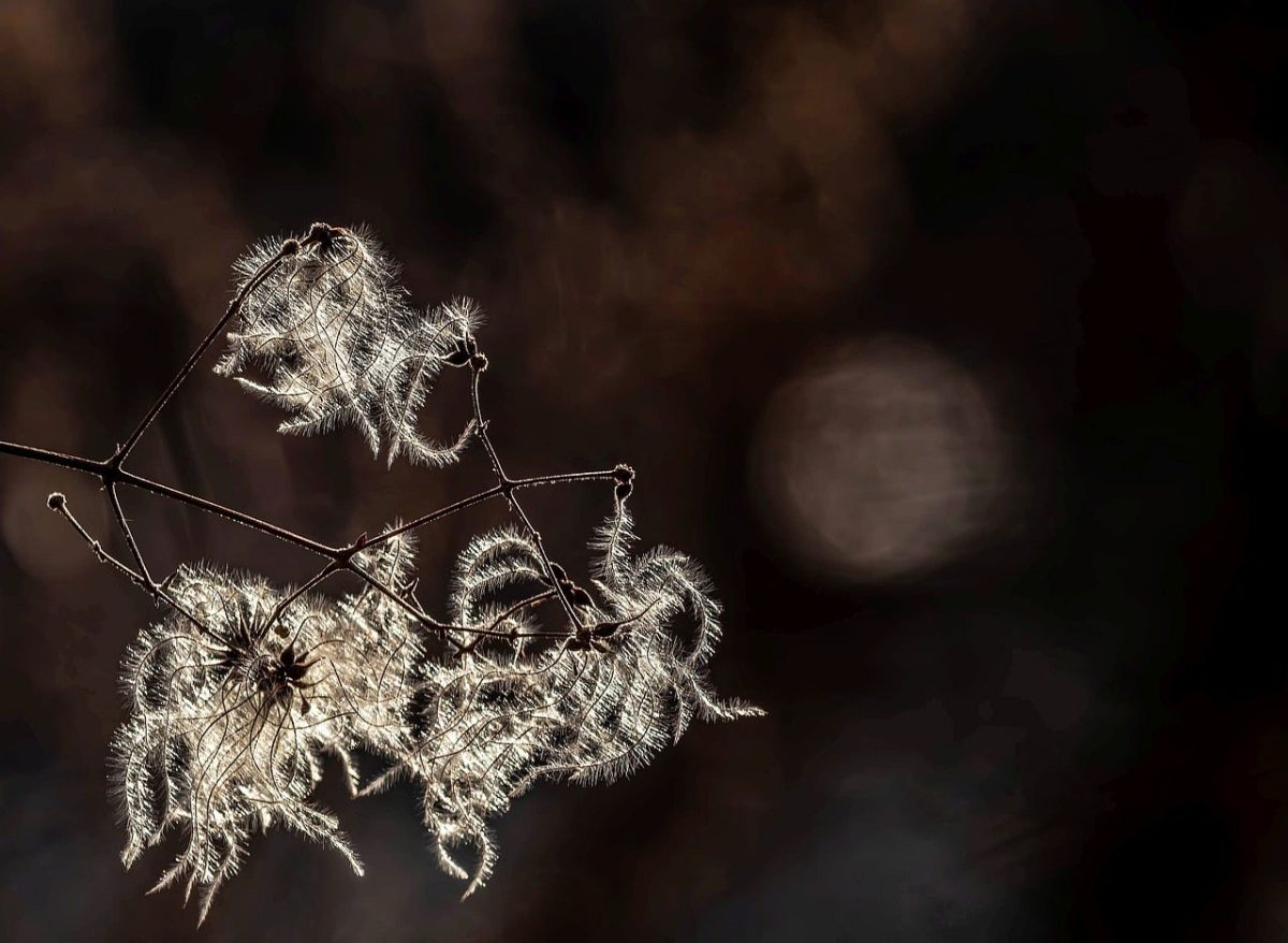 nature, mac wallpaper, free wallpaper, plant, twig, sun, beautiful wallpaper, fibers, beautiful nature, texture, delicacy, full hd wallpaper, abstract, 4k wallpaper 1920x1080, cool backgrounds, autumn, brown, nature wallpaper, detail, natural light, windows wallpaper, wallpaper hd, shine, desktop backgrounds, laptop wallpaper, 4k wallpaper, art, nature background, wallpaper, composition, wallpaper 4k, free background, floral background, bright, blurred, soft, hd wallpaper, bokeh, elegant