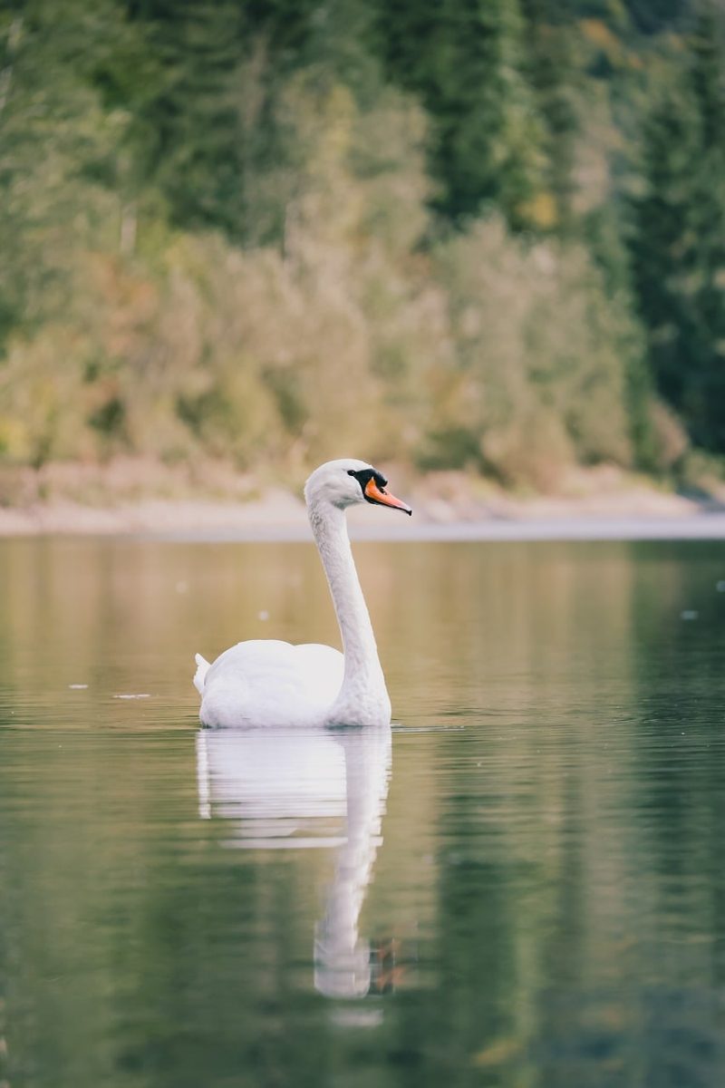 swan, mute swan, water bird, lake, reflection, calm water, silence, serenity, quiet, nature, wildlife, bird portrait, elegant, graceful, minimalism, free space, portrait, autumn mood, late summer, shades of green, gentle light, thoughtful, lonliness, mindfulness, harmony