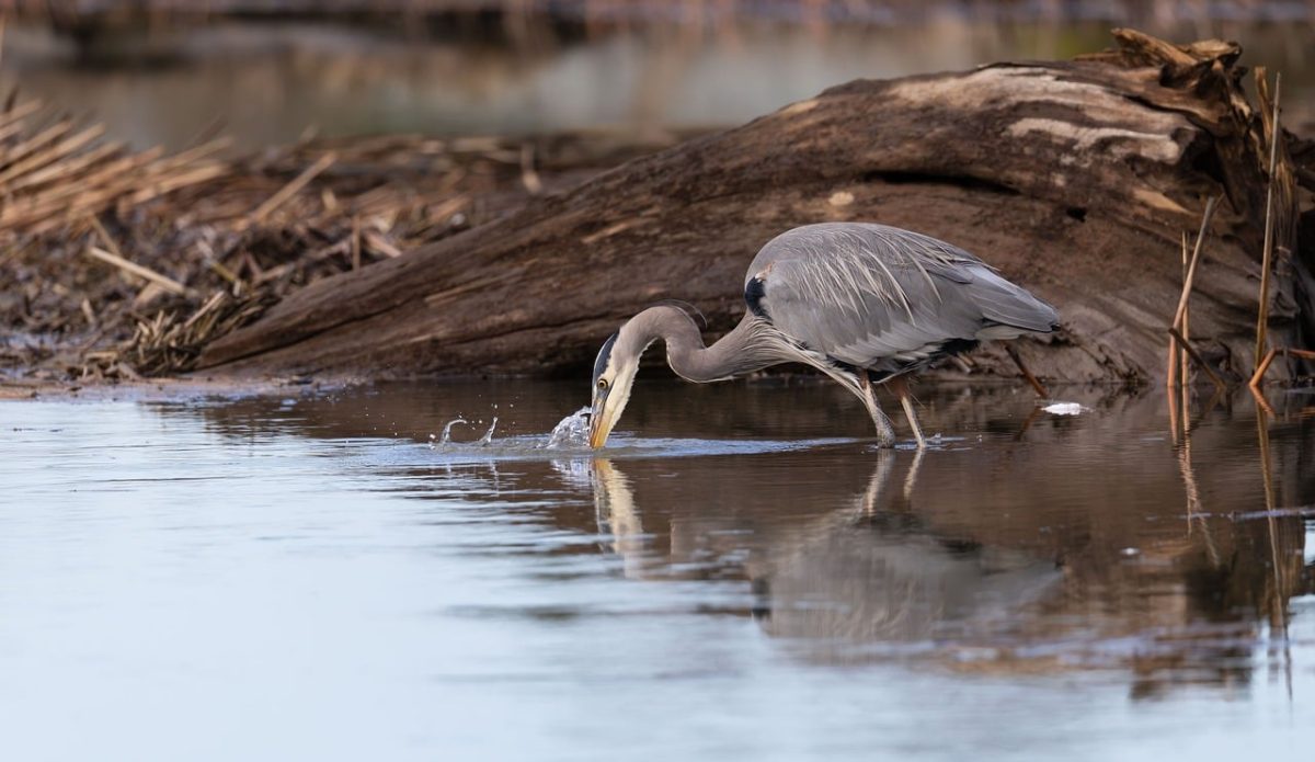 heron, bird, nature, animal, wildlife, wings, marshland, avian, plumage, fishing, water