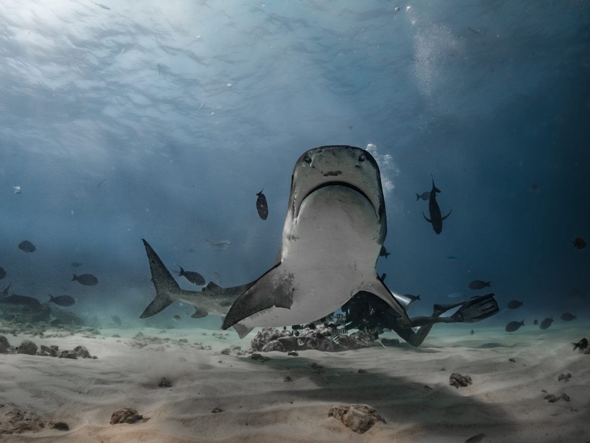 tiger shark, shark, tiger zoo, fuvahmulah, maldives, dive, shark diving, diver, underwater, sea, ocean, underwater world, underwater photography, wildlife, fish