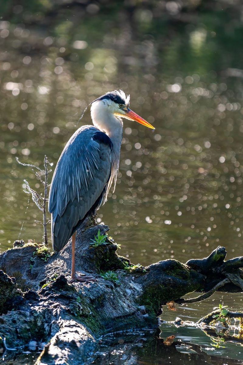 heron, nature, bird, wildlife, animal, ornithology, grey heron, water bird, plumage, beak, pond, lake, park, fish eater, feathers, bird watching