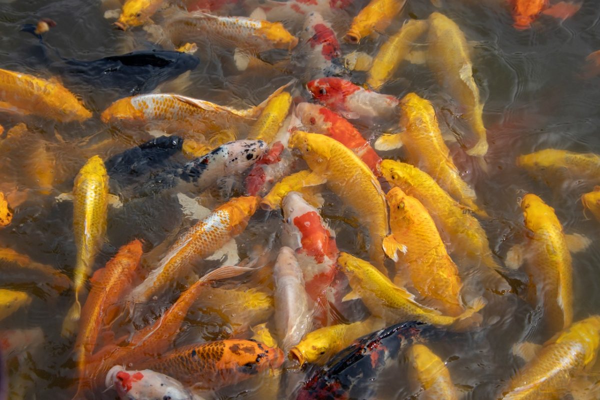 koi, fish, water, pond, carp, animals, swimming, colors, photography, landscape, nature, golden, density, koi carp, swim, park, asian
