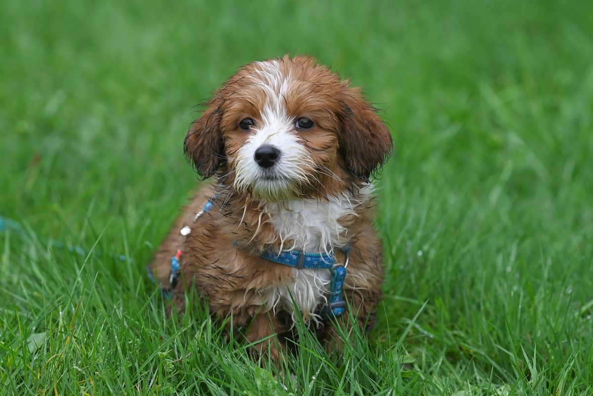 havanese bichon puppy ario, animal, nature, puppy, canine