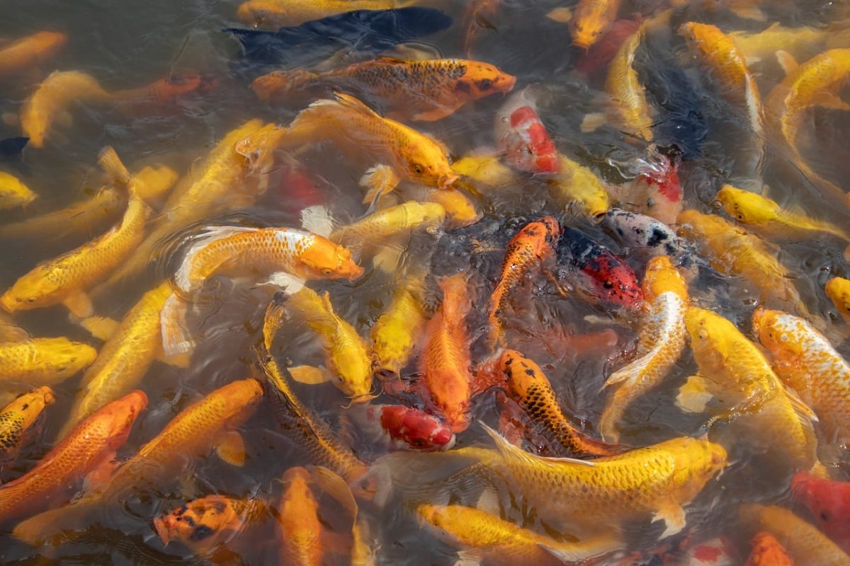 koi, fish, pond, carp, swimming, animals, colorful, watery, feeding, water surface, summer, tranquility, decorative, zen, reflection, ecosystem, water garden, fishpond, relaxing