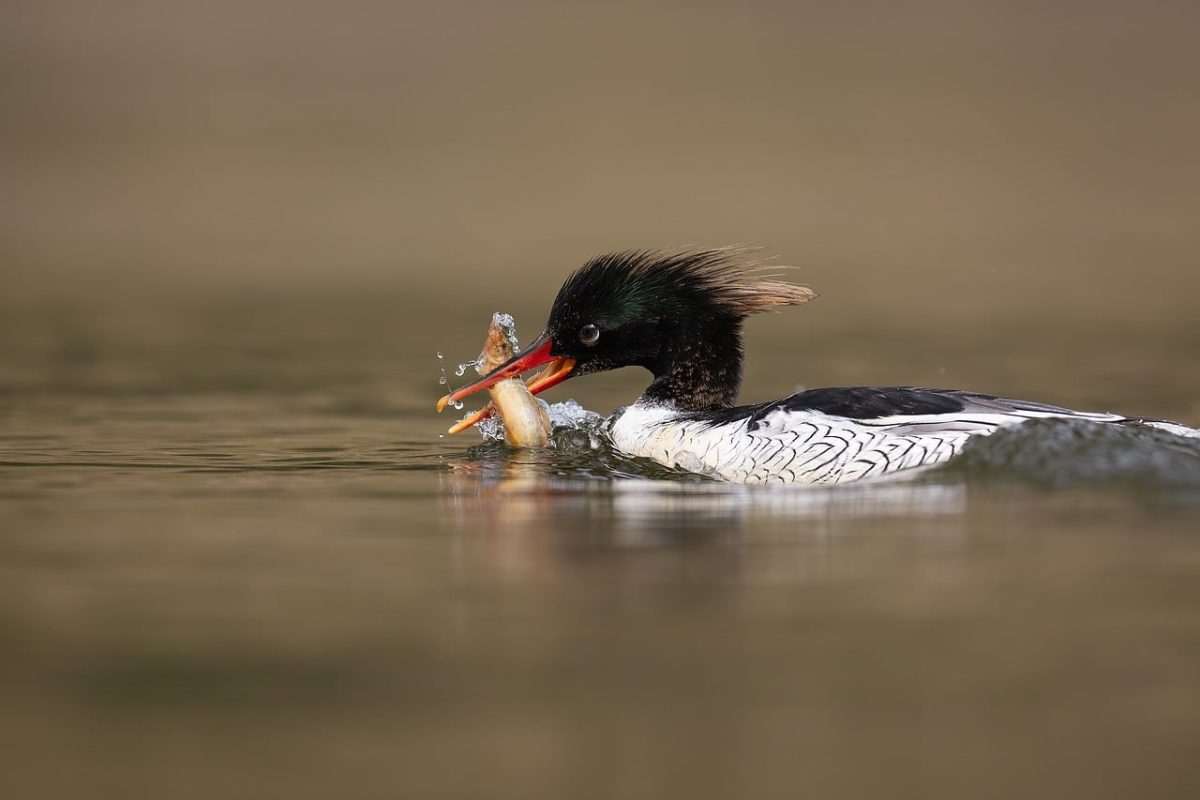 bird, nature, animal, wildlife, plumage, ornithology, fauna, birdwatching, beak, lake, bokeh