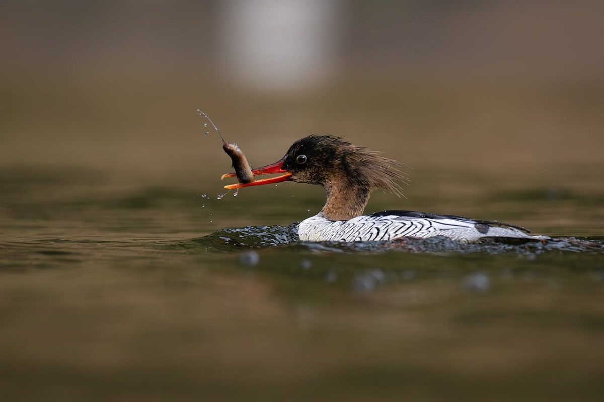 bird, nature, animal, wildlife, plumage, ornithology, fauna, birdwatching, beak, lake, bokeh