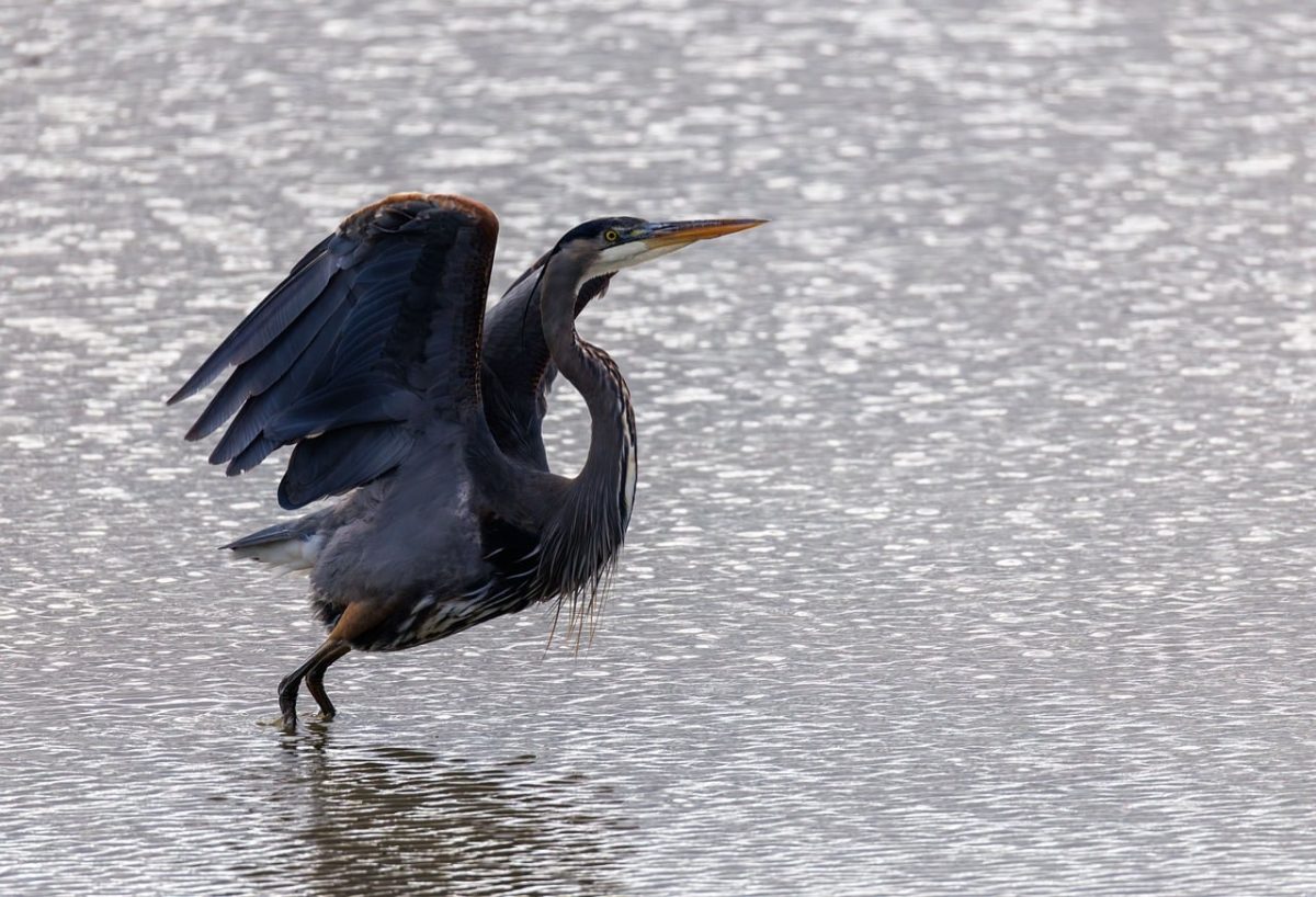 heron, bird, nature, animal, wildlife, wings, avian, plumage, fishing, water, birdwatching