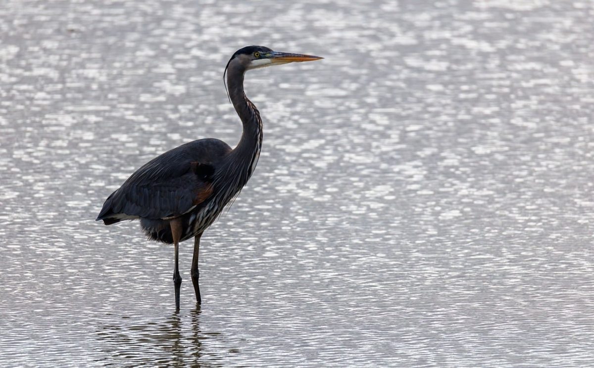 heron, bird, nature, animal, wildlife, wings, avian, plumage, fishing, water, birdwatching