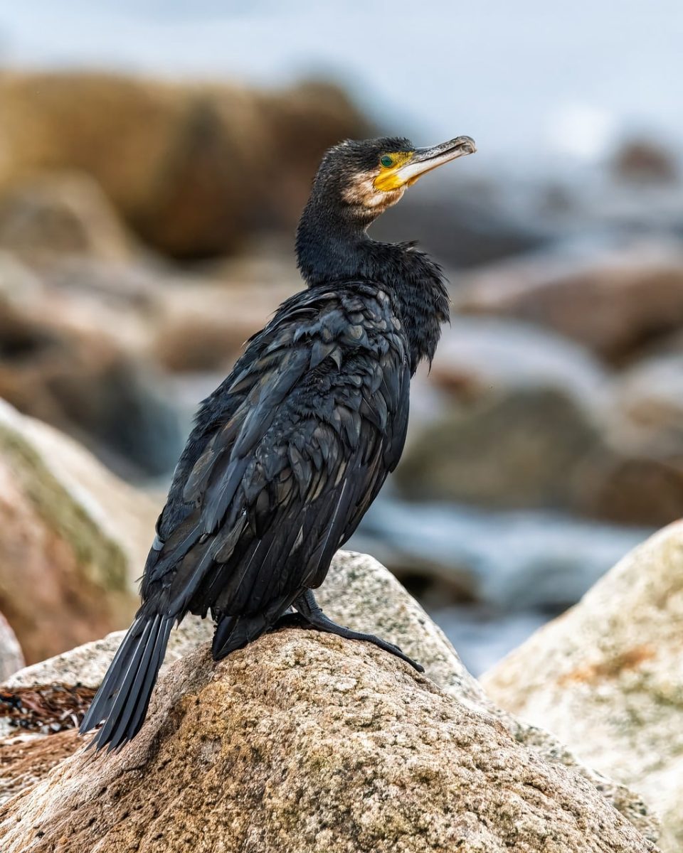 cormorant, bird, ornithology, wildlife, nature, beak, bird watching, plumage, stone, relaxation