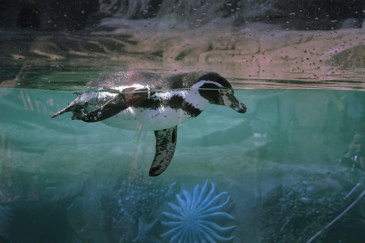swim, nature, water, penguin, zoo, shore, cold
