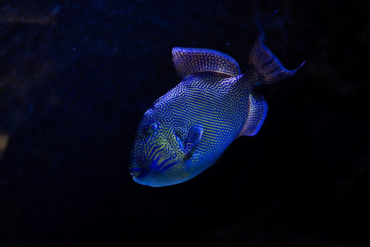 tropical fish, triggerfish, reef fish, colorful fish, marine life, aquarium fish, exotic fish, underwater animal, blue fish, patterned fish, ocean life, aquatic life, aquarium tank, marine wildlife, underwater photography, sea creature, vibrant colors, tropical species, fish close-up, marine ecosystem, reef aquarium, nature underwater, wildlife, ocean fish, dark background
