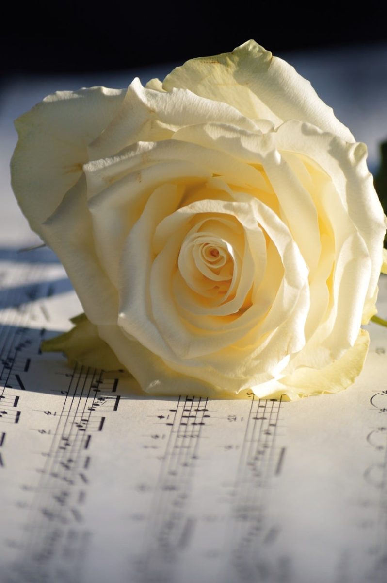 rose, flower wallpaper, yellow roses, rose flower, grades, nature, love song, flower background, love, sheet music, blossom, bloom, flower, teacher gradebook, make music, concert, songs, wedding song, to sing, choir, sounds, beautiful flowers, notenblatt, birthday song, date of birth, birthday greeting, valentine's day, hd background