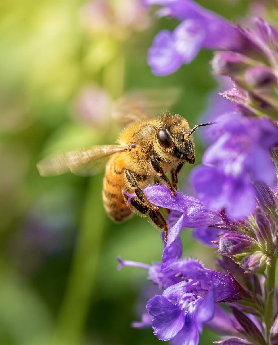 honey bee, bee, pollination, flower background, flower, purple, blossom, nectar, pollen, bug, nature, macro, wild, spring, flower wallpaper, summer, beautiful flowers, garden, busy, ecology, outdoor, lively, close up, ai generated