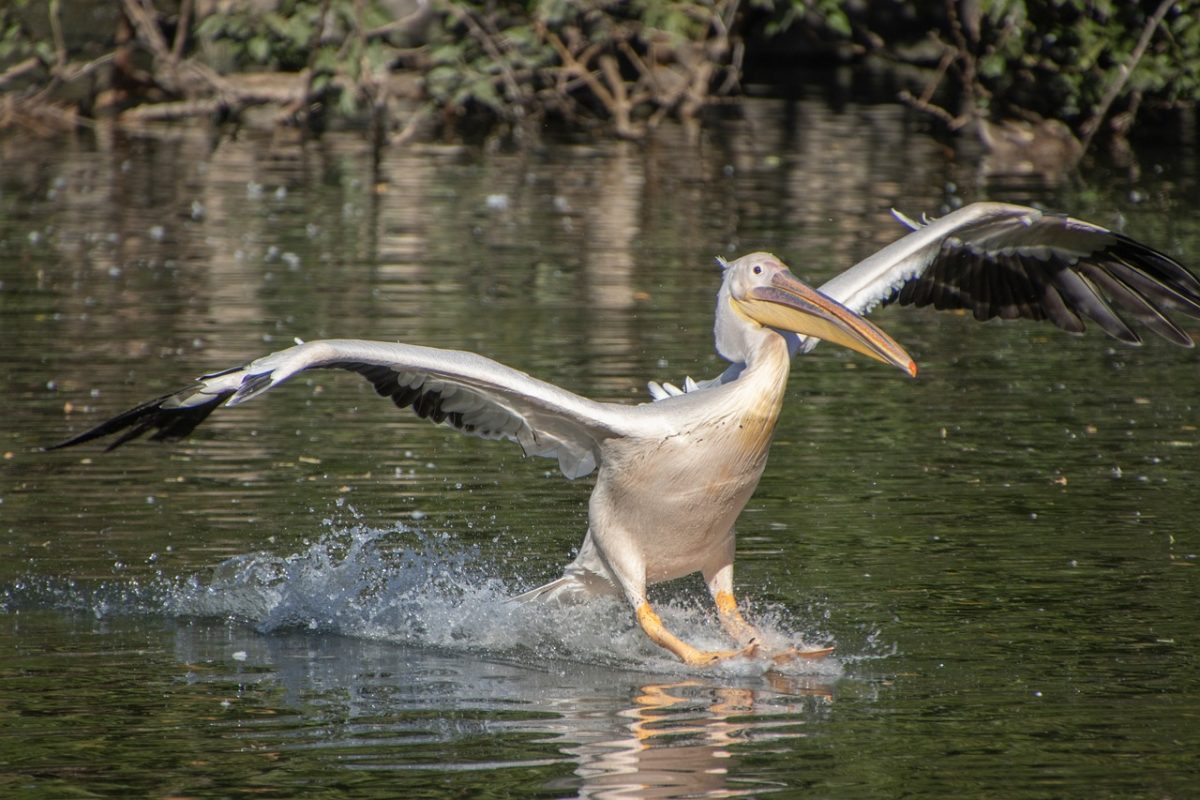 pelican, bird, beach, beak, waterbird, ornithology, feathers, water surface, wings, wildlife, natural habitat, bird flight, insects, reflection, nature, aquatic environment, calm water, ecosystem, natural beauty, ecology
