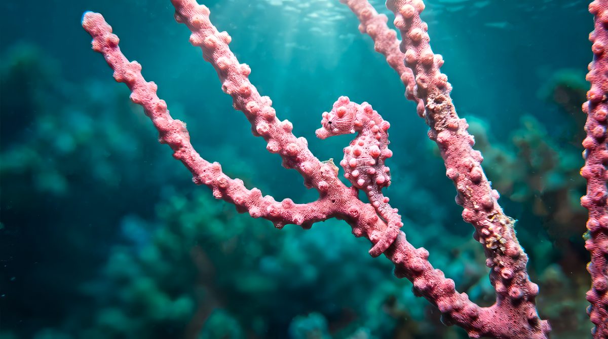 seahorse, underwater, ocean, sealife, gorgonian coral, camouflage, hidden, nature, coral reef, pink, marine animal, biodiversity, ecosystem, life, fauna, animal, underwater light, texture
