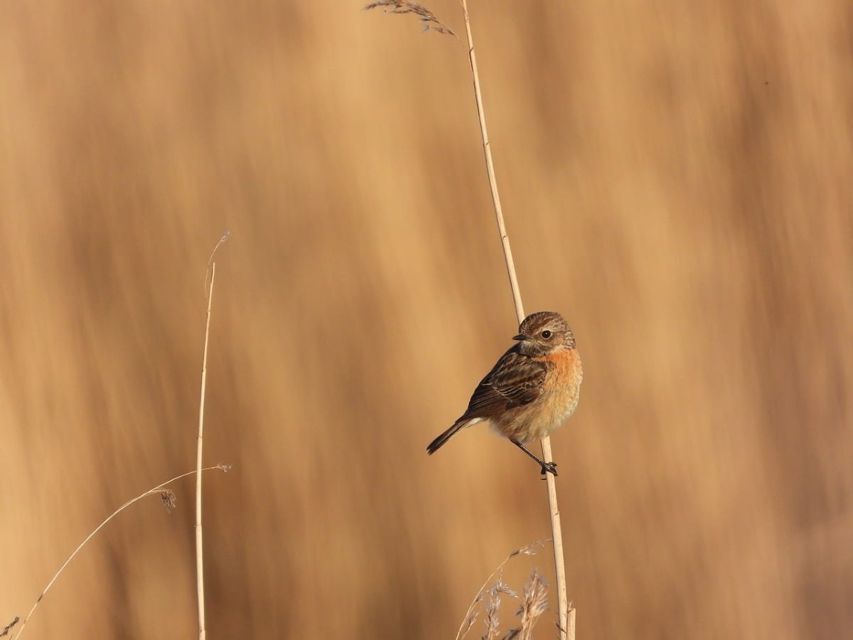 red-breasted stonechat, laptop wallpaper, free wallpaper, free background, nature, wallpaper 4k, hd wallpaper, mac wallpaper, bird, 4k wallpaper 1920x1080, 4k wallpaper, full hd wallpaper, background, wallpaper hd, windows wallpaper, desktop backgrounds, peace, beautiful wallpaper, sun, cool backgrounds, spring, birdwatching