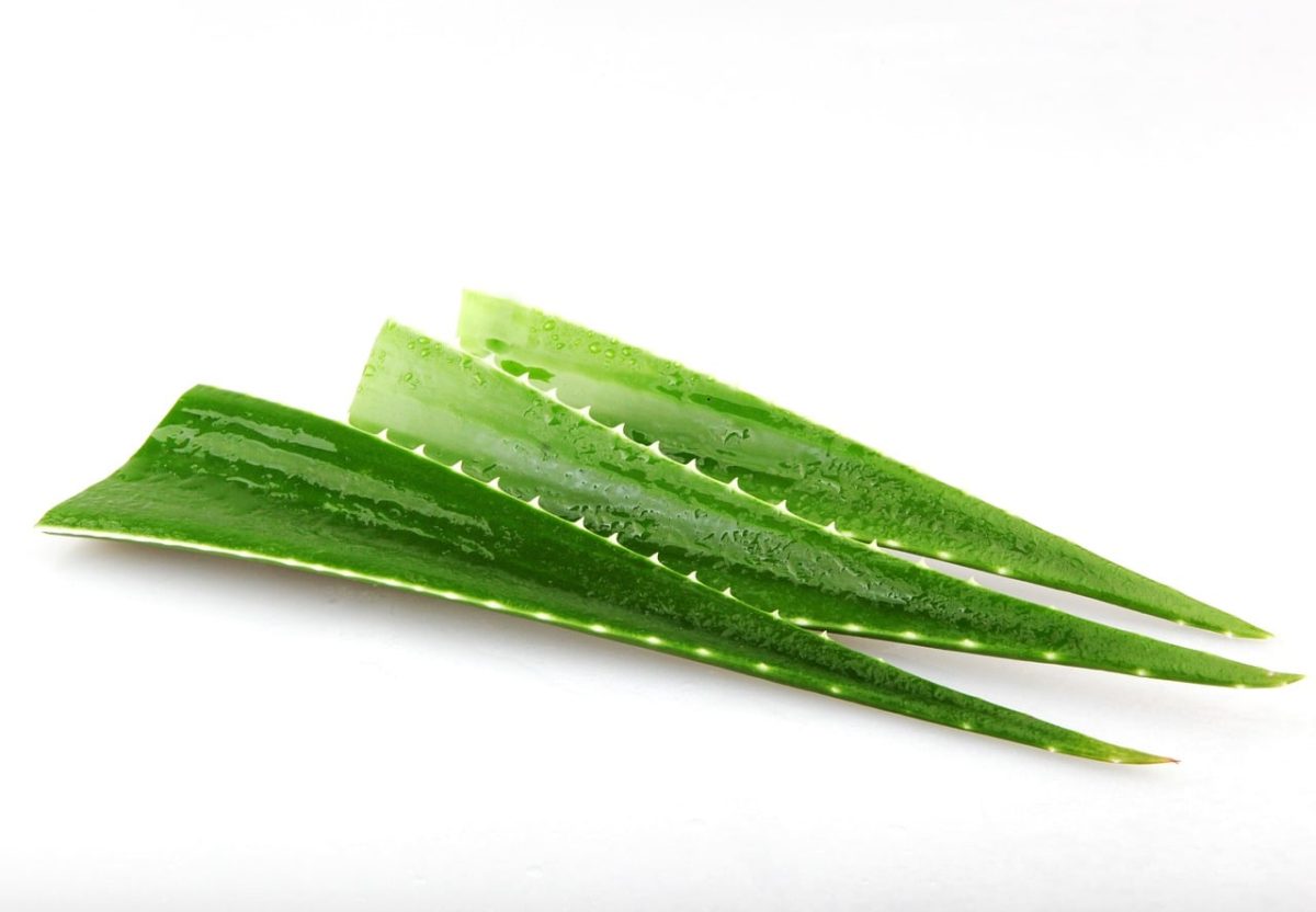 aloevera, plant, nature, green, flora, leaf, cactus, botanical, madeira, juicy, natural, garden, bloom