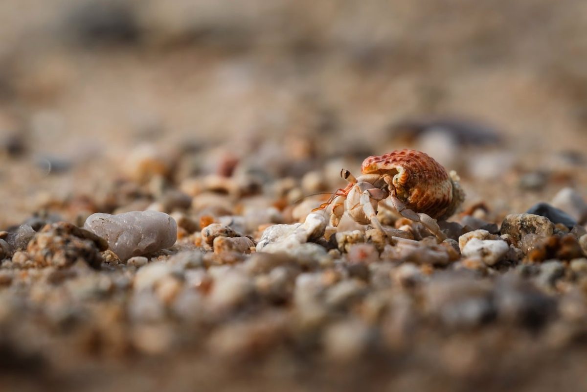 thailand beach, full hd wallpaper, hermit crab, macro photography, coastal wildlife, travel nature, free background, beautiful wallpaper, laptop wallpaper, tiny explorer, marine life, tropical adventure, cool backgrounds, sand closeup, desktop backgrounds, natural habitat, 4k wallpaper, exotic animals, crustacean spotting, iphone wallpaper, phone wallpaper, wallpaper, hd wallpaper, free wallpaper, background images, background, wallpaper hd, 4k wallpaper 1920x1080, 4k, mac wallpaper, unsplash, pixabay, wallpaper 4k, windows wallpaper, pexels, pictures, desktop wallpaper, desktop background