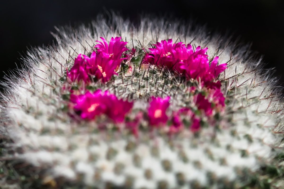 cactus, flowers, red, spiky, macro, nature, botany, flora, natural beauty, floral arrangement, vibrant colors, detail, ecosystem, gardening, timeless, ecological, natural pattern, luxury, artistic photography, fine texture