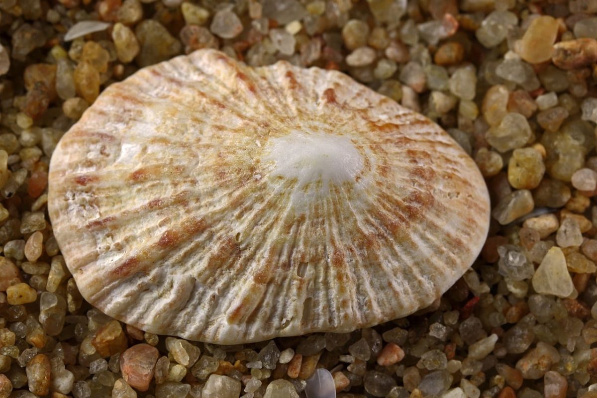 empty sea shell, limpet shell, concentric bands, ridges, subtle pink and brown, coarse sand, beach find, conchology, nature, collector, shell, pebbles, natural beauty, natural patterns, marine environment, worn, structural details, natural texture, surface details, subtle colors